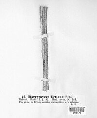 Calloria urticae image